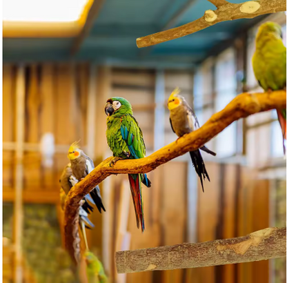 Natural Wood Perch Set – Multi-Size Bird Perches